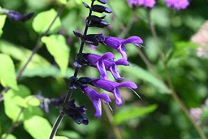 2025-08270199 Tower Hill Botanic Garden, MA